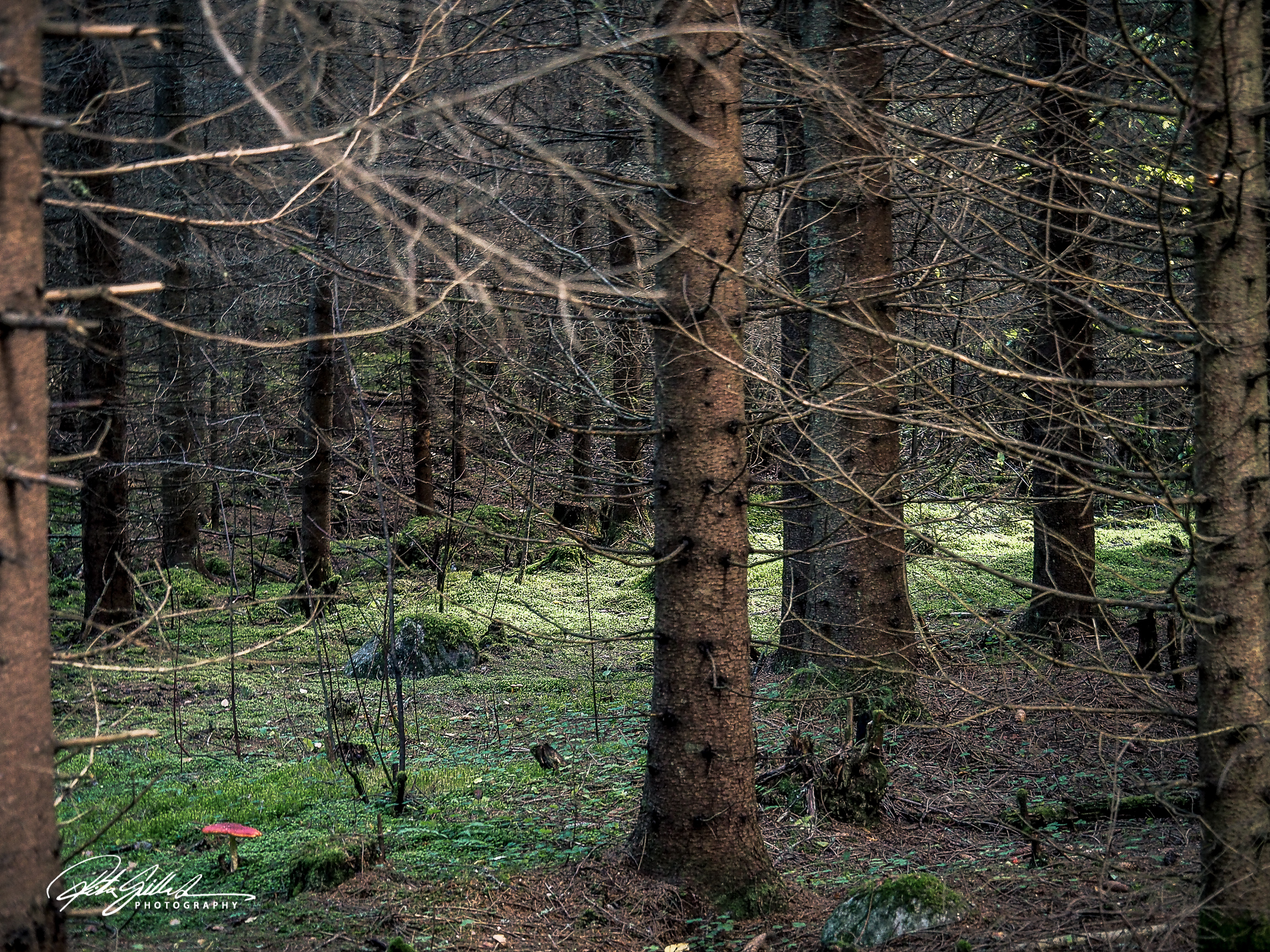 OLYMPUS DIGITAL CAMERA