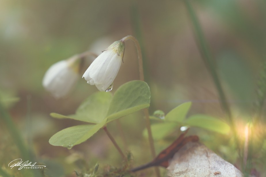 Spring 2019 – Wood sorrel&nbsp;1