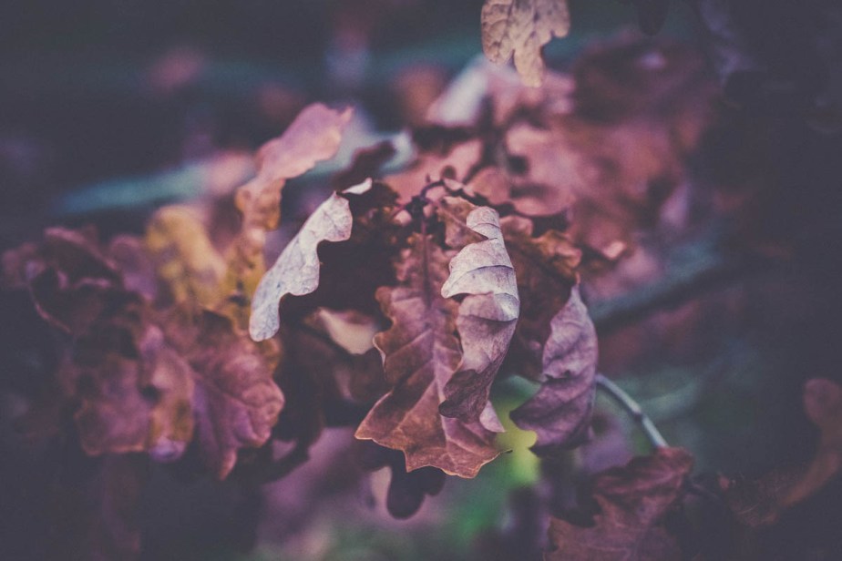 Little bit of&nbsp;browns