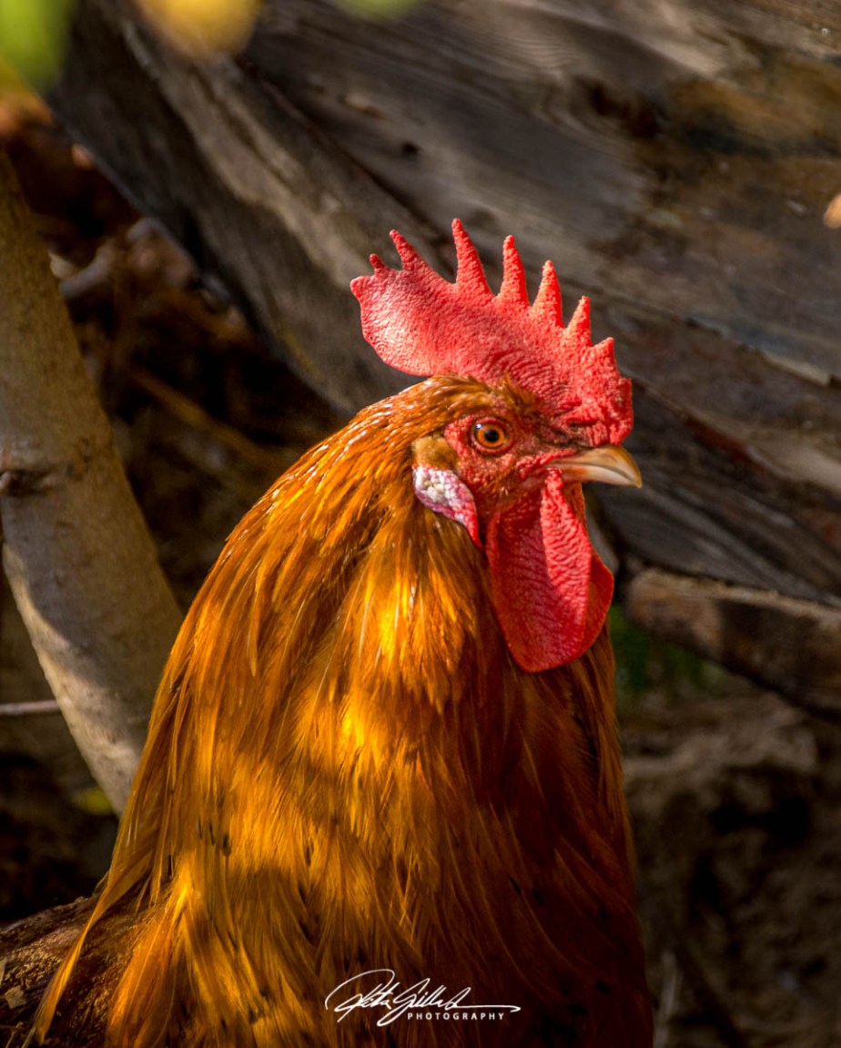 Chickens and a&nbsp;Rooster