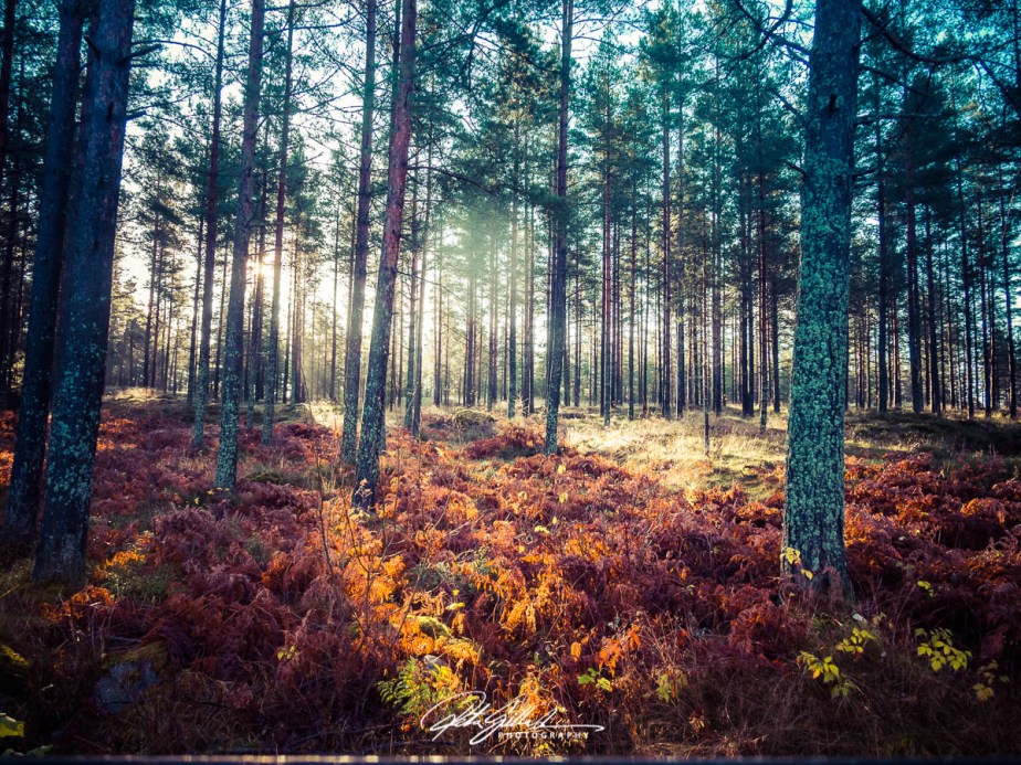 low light of&nbsp;fall