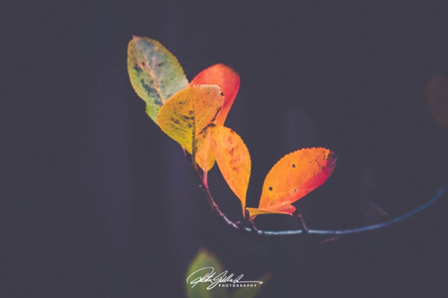 Sorbaronia mitschurinii leaves