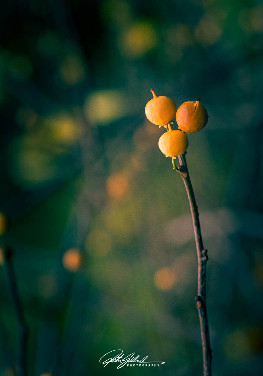 Oriental Bittersweet