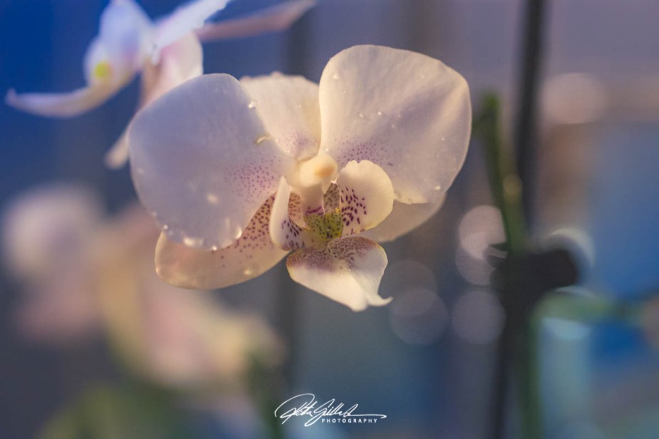 September close-up –&nbsp;Orchid