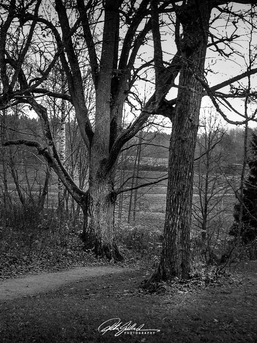 How to survive November&nbsp;2020-12