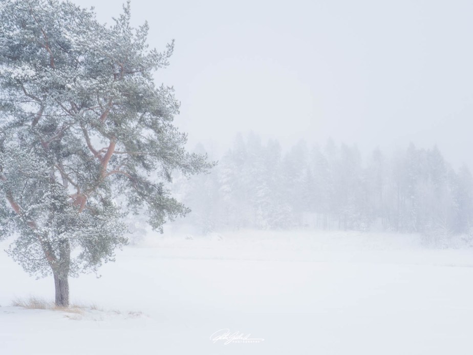 Lens-artists challenge #331 –&nbsp;Resilience