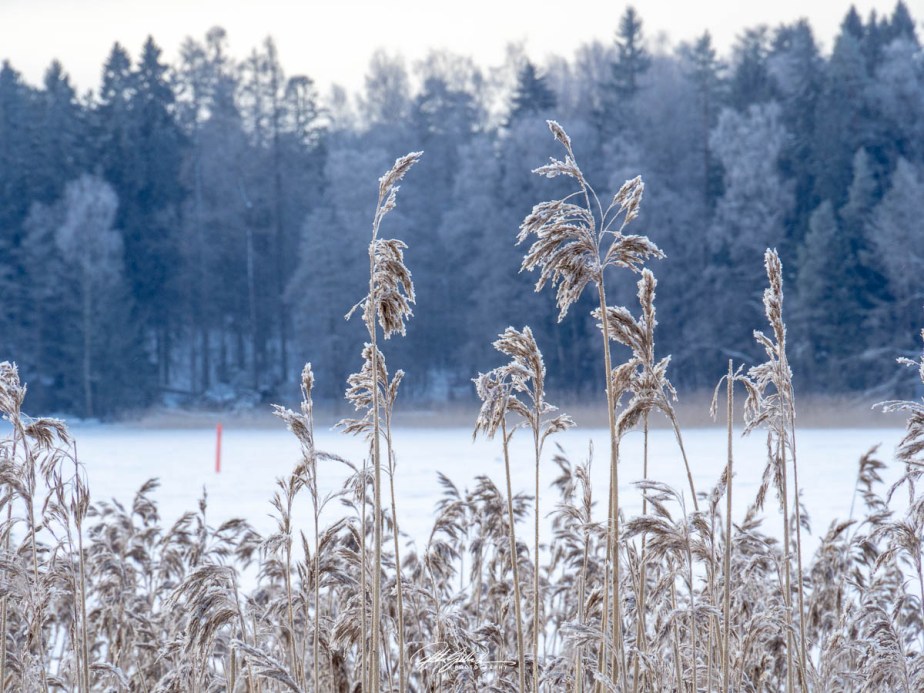 Close up look at&nbsp;winter