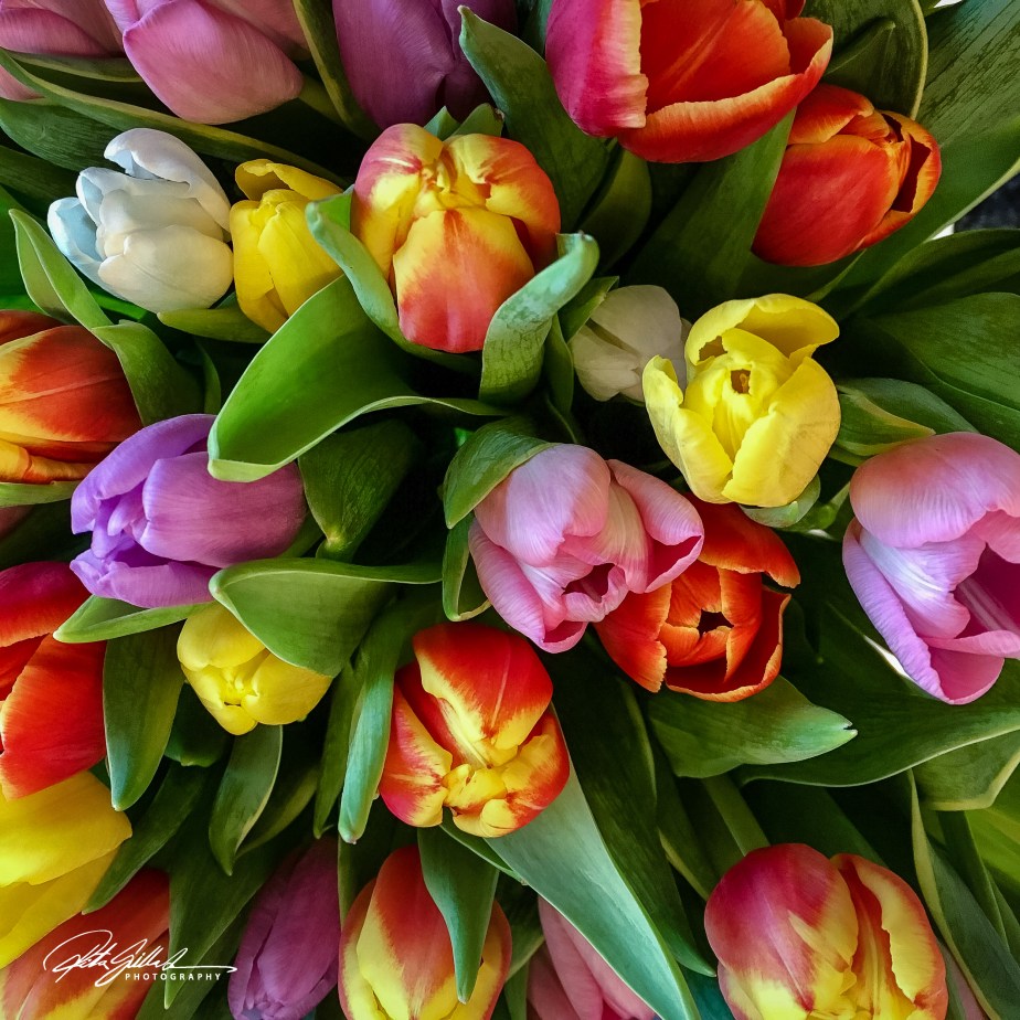 October close-up –&nbsp;Tulip