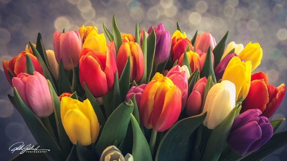 Flower of the day –&nbsp;tulip