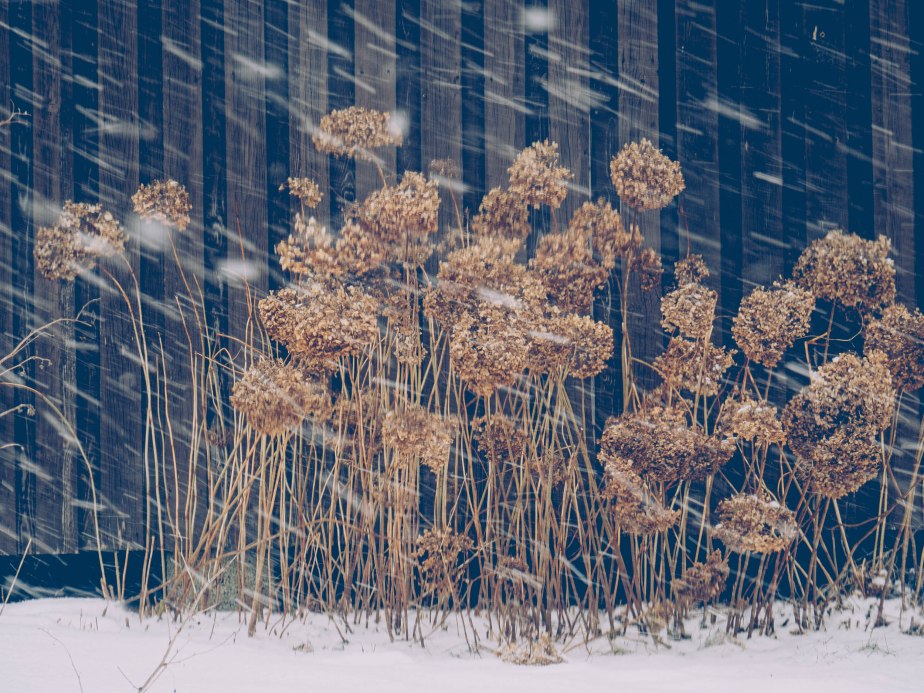 The hydrangea in&nbsp;snow