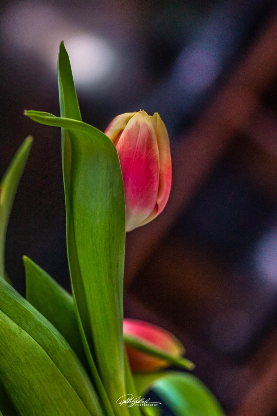 simplicity and elegance