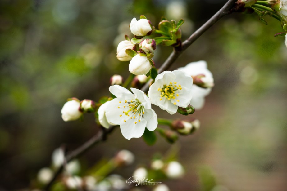 Apple tree blossoms