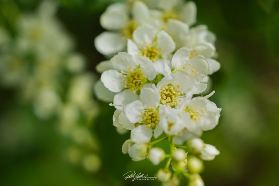 European Bird Cherry&nbsp;blossom