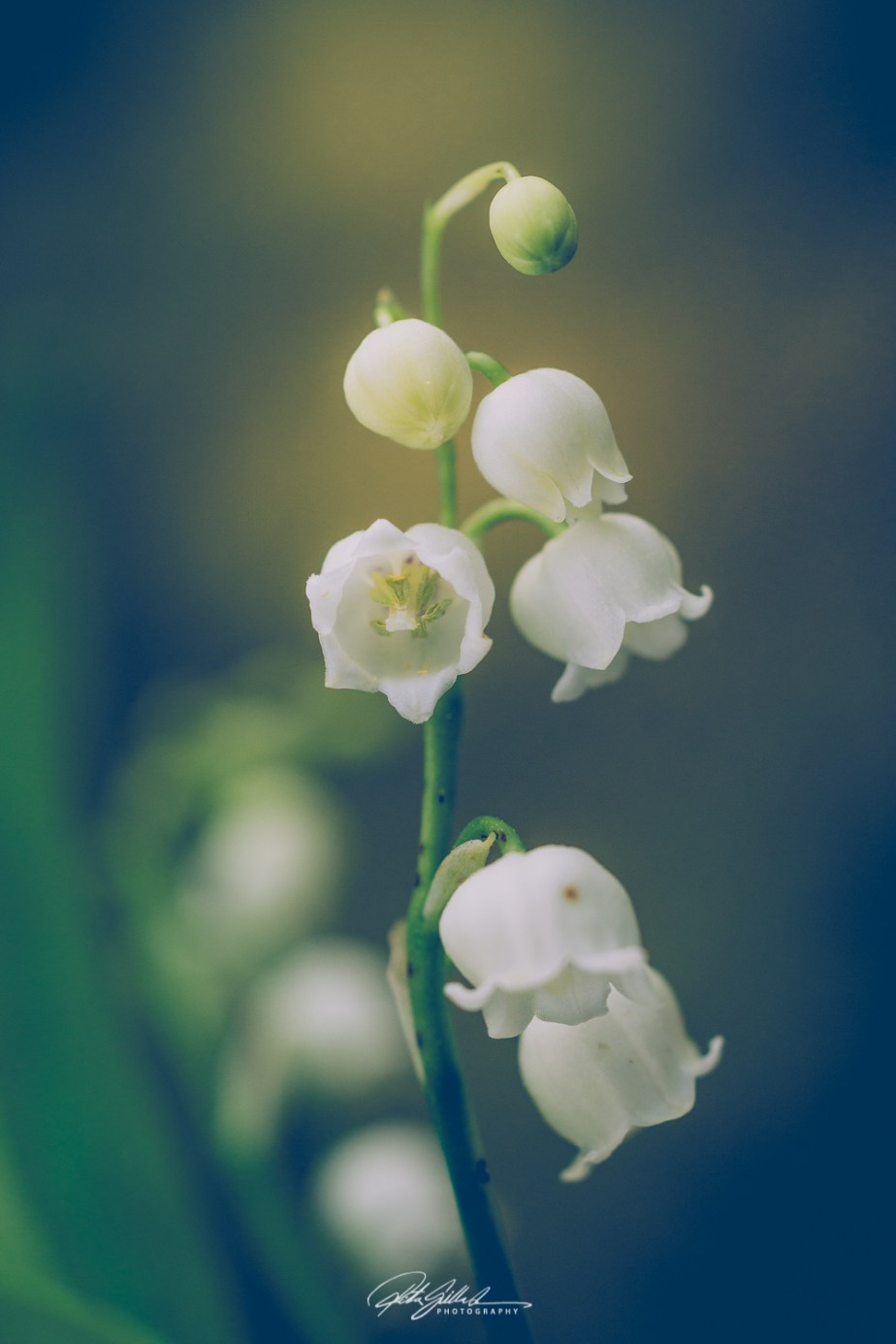Lily of the&nbsp;valley