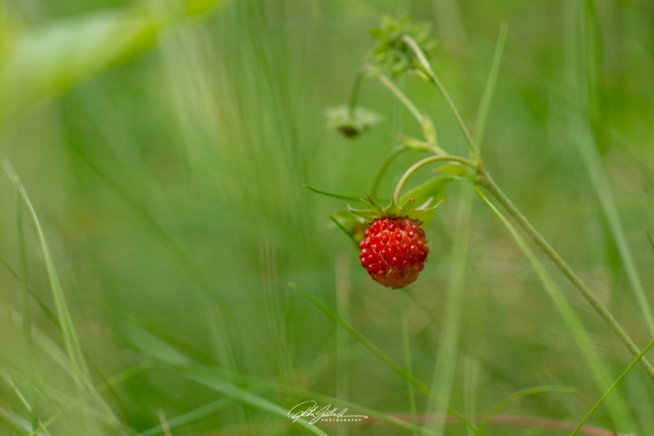 wild berries