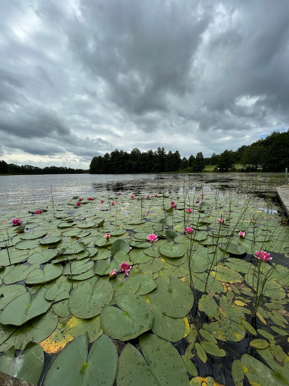 The wonder s of water&nbsp;lilies