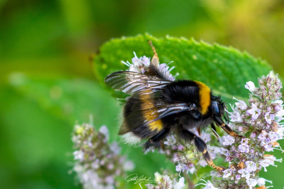 Something I noticed&nbsp;#21