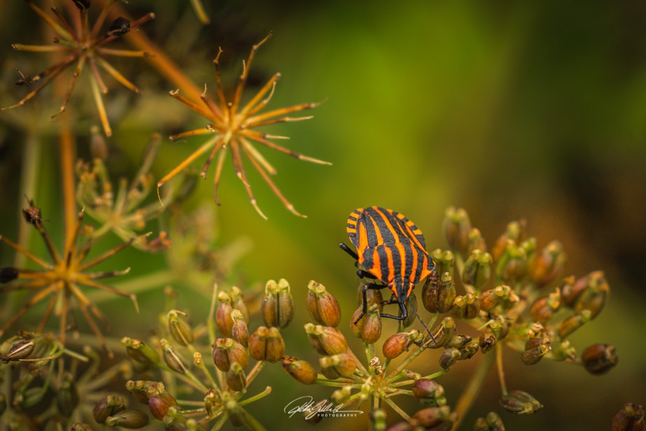 Lens-Artists Photography Challenge #243–&nbsp;Tricky