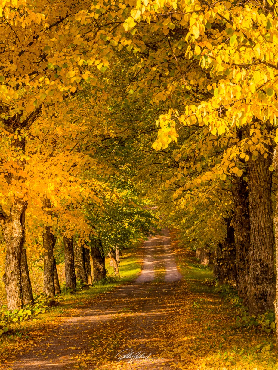 Nature – Autumn&nbsp;Foliage