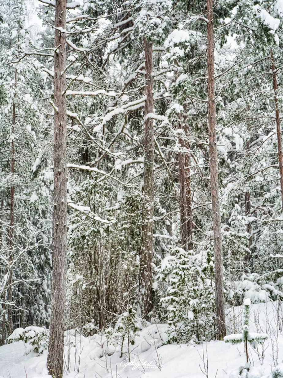 What winter looks like –&nbsp;12