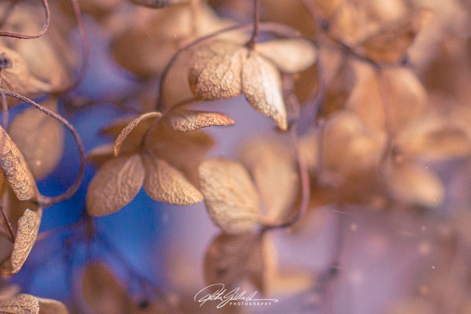 From my archives – ‘Annabelle’