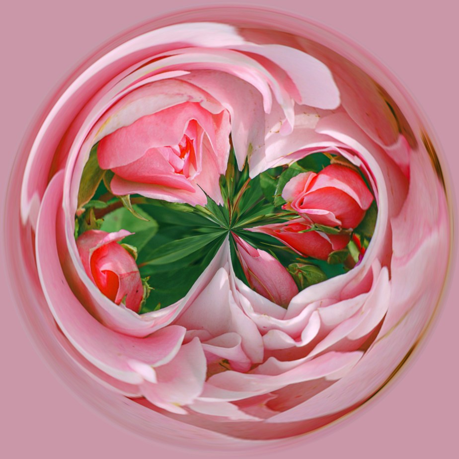 circle of roses