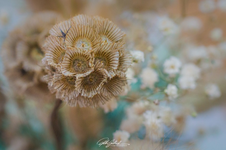 52 Frames: Week 15: Extreme&nbsp;Closeup!