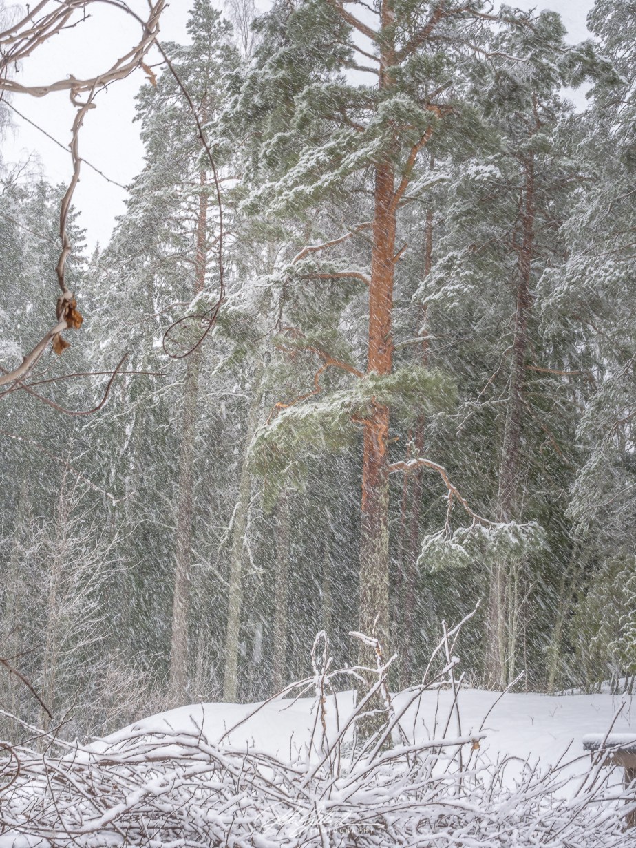 52 Frames, Week 14:&nbsp;Nature!