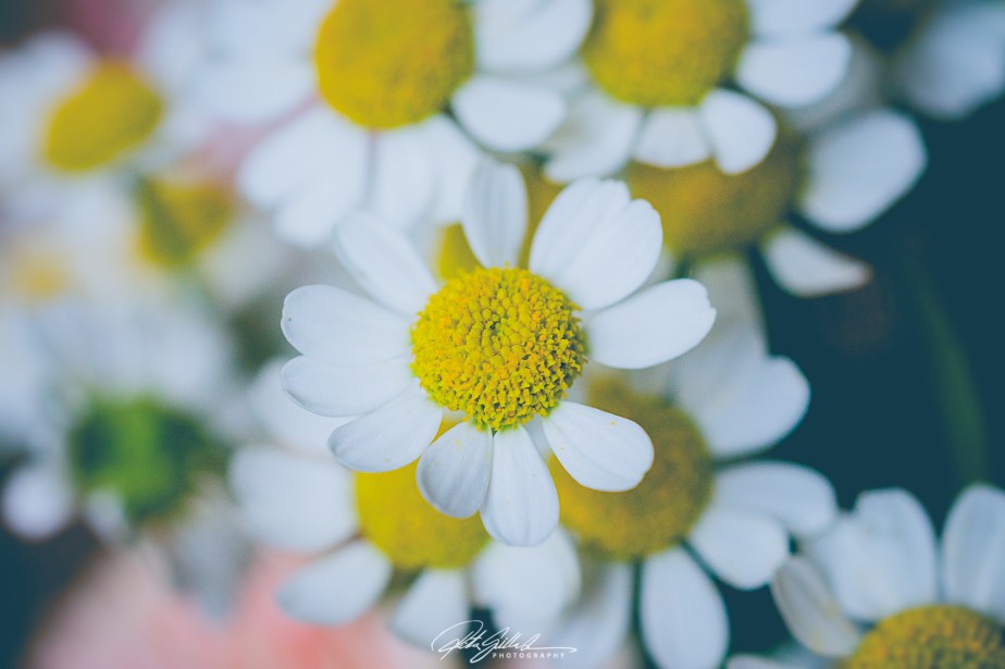 feverfew