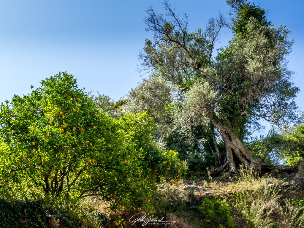 Orange and Olive tree