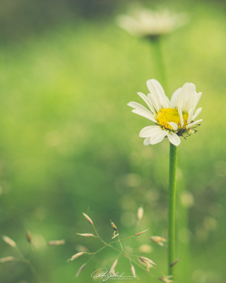 52 Frames: Week 27: Negative&nbsp;Space!!