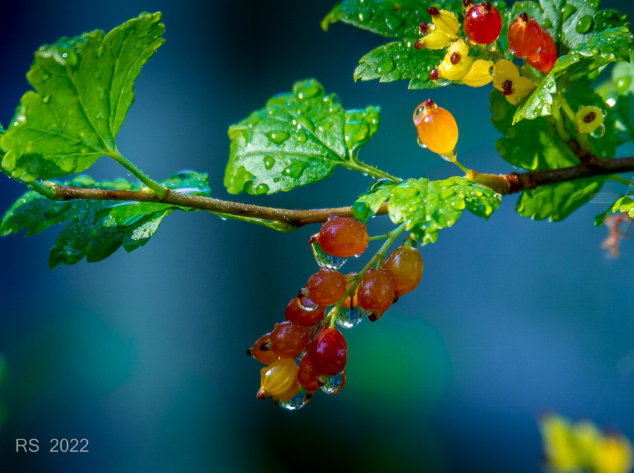 Random shots –&nbsp;droplets