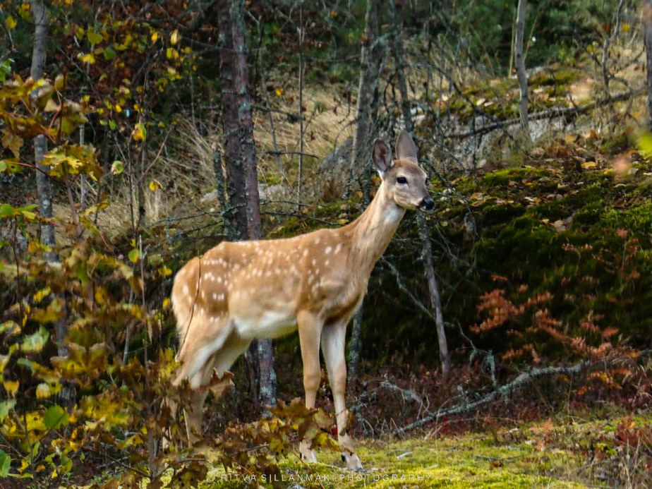 Oh,  A 🦌&nbsp;Deer