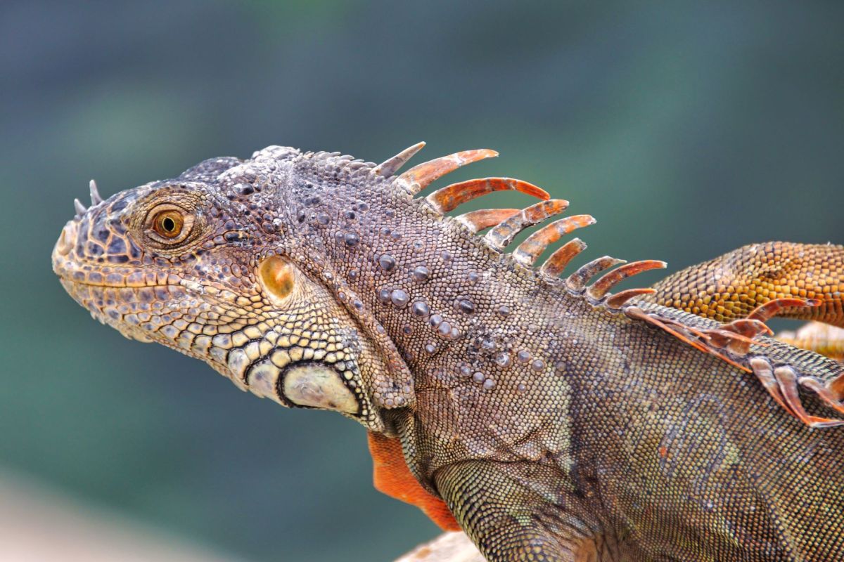 🦎 Lizard – Ritva Sillanmäki Photography