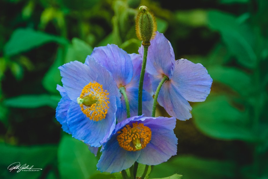 September close-up – Blue Poppy 