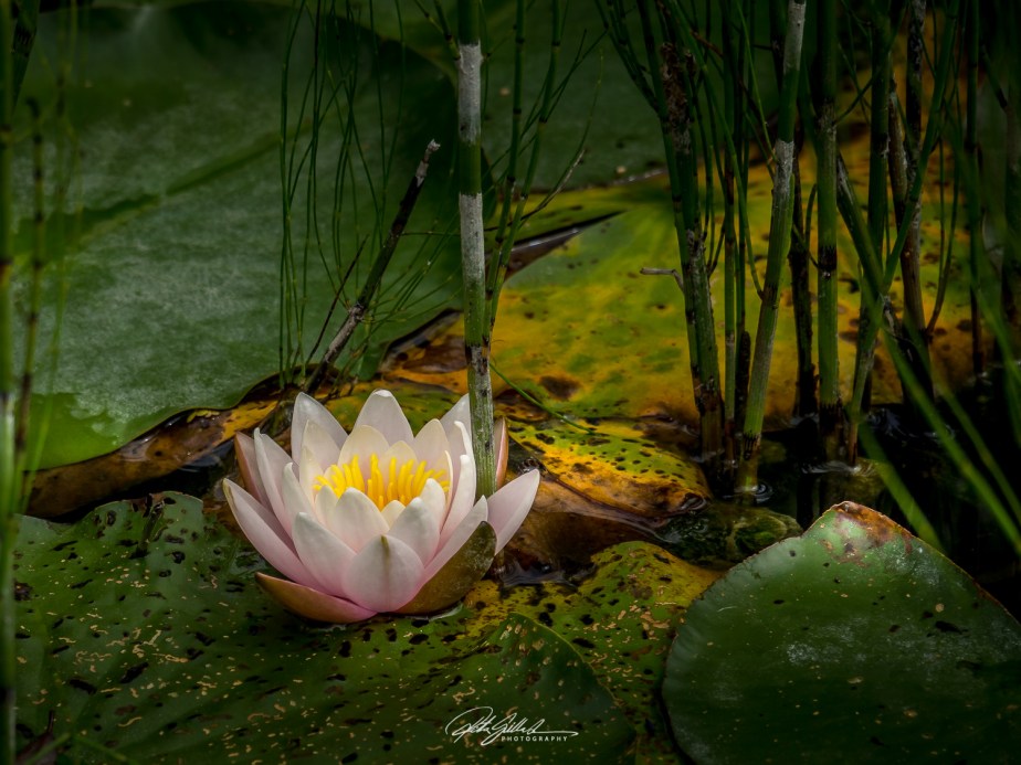 September close-up – Nymphea -water&nbsp;lilies