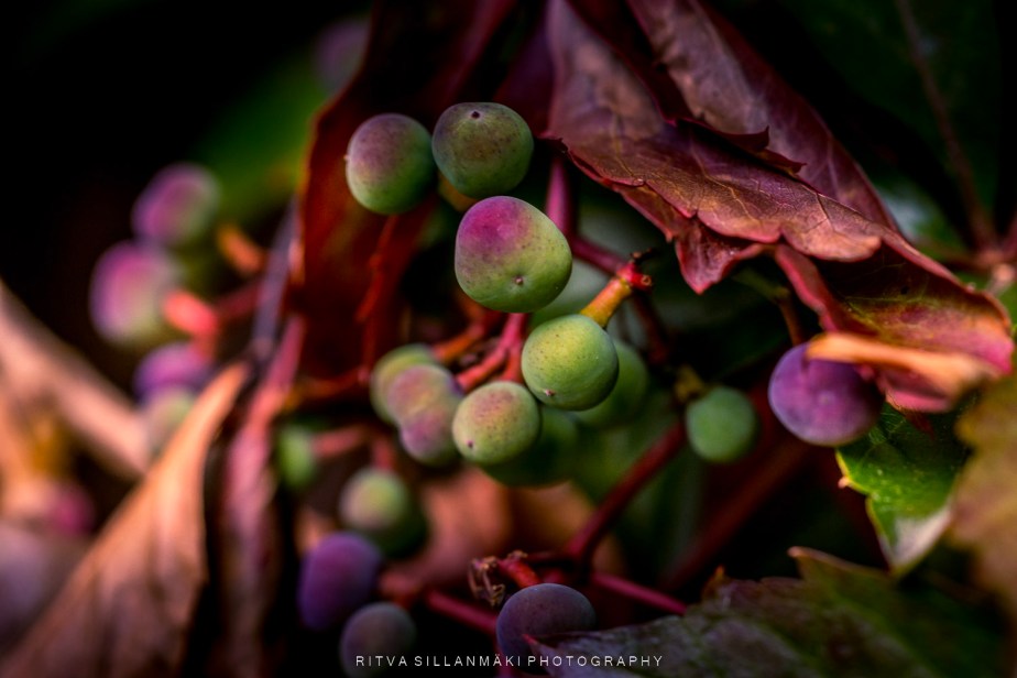 Vibrant autumn colors