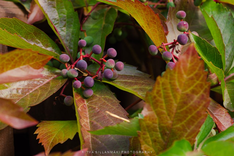 September close-up –&nbsp;Berries