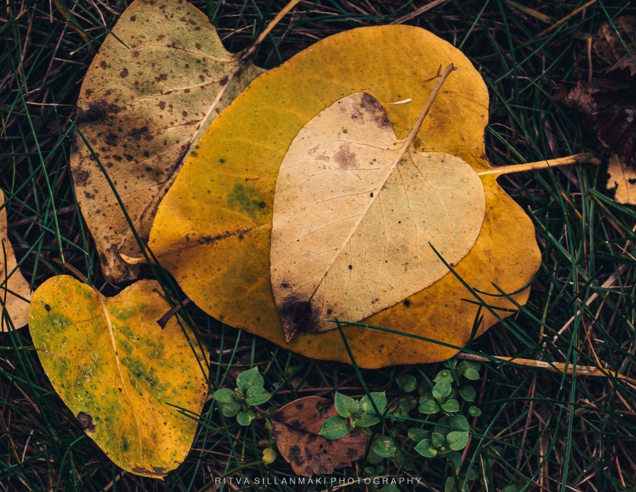 October close-up – fallen leaves of&nbsp;lilac