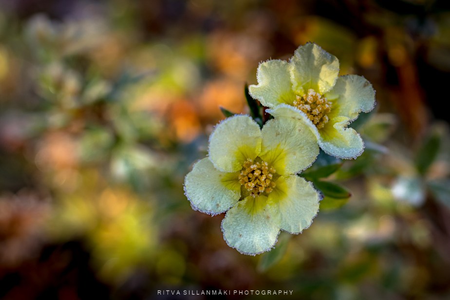 October close-up – leaves of colors&nbsp;🍃