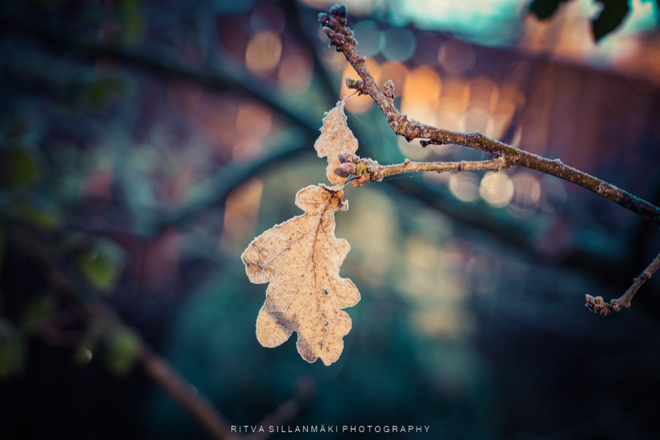 October close-up – oak tree&nbsp;leaf