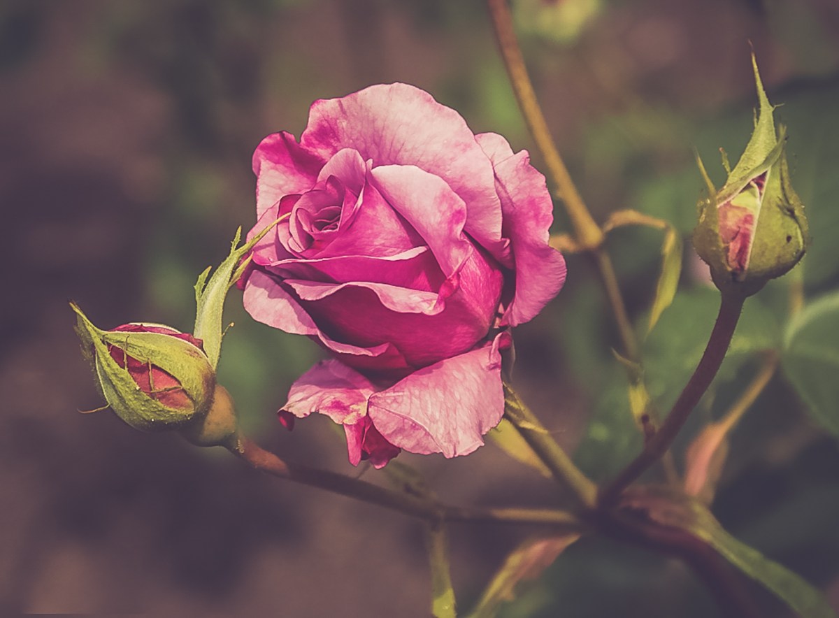 Photographic Roses Just a rose – Ritva Sillanmäki Photography
