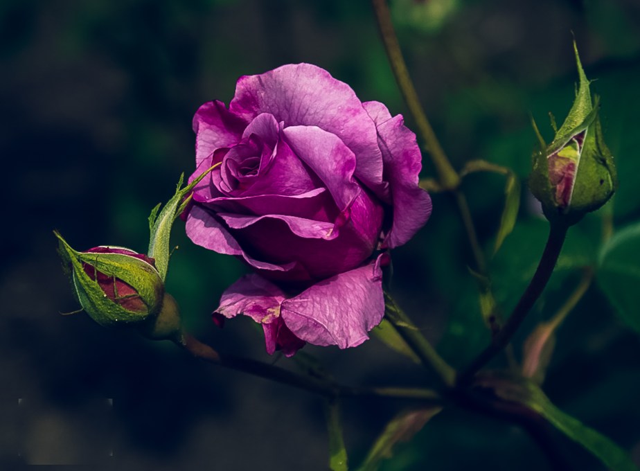 October close-up – Pink&nbsp;rose