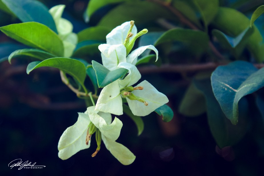 From my archives –&nbsp;orchids