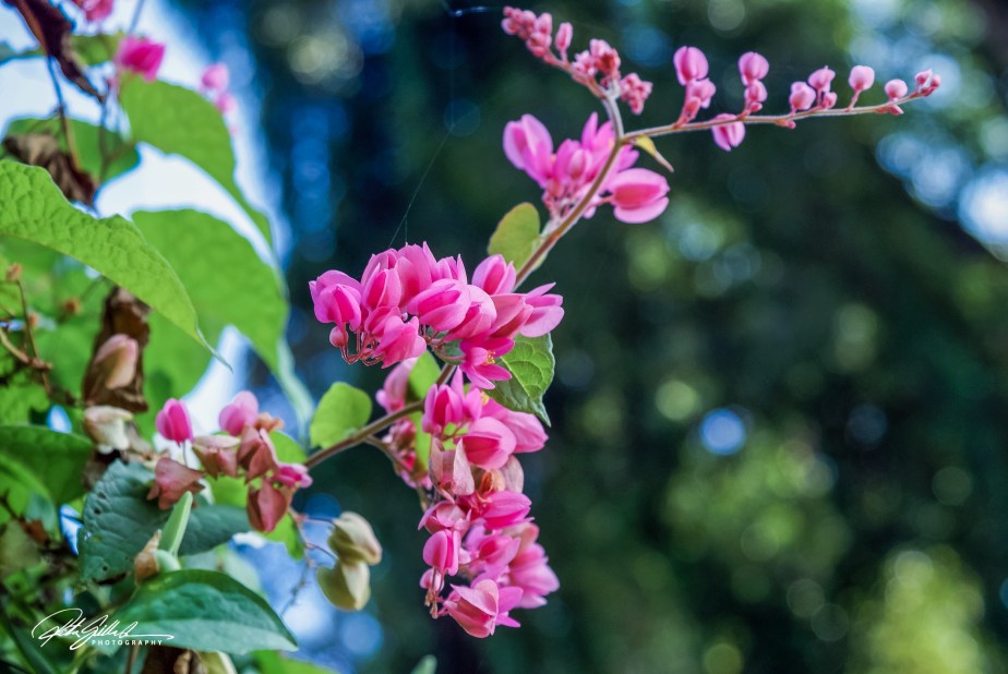 Lens-Artists Challenge #333 – Complementary&nbsp;Colors