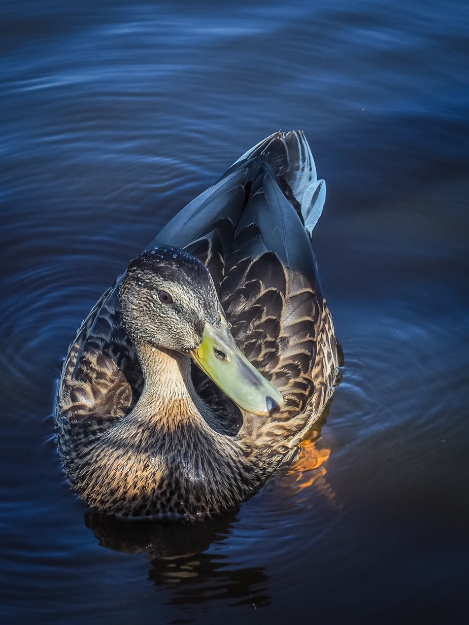 Lens Artists Challenge #225: Wildlife Close to&nbsp;Home