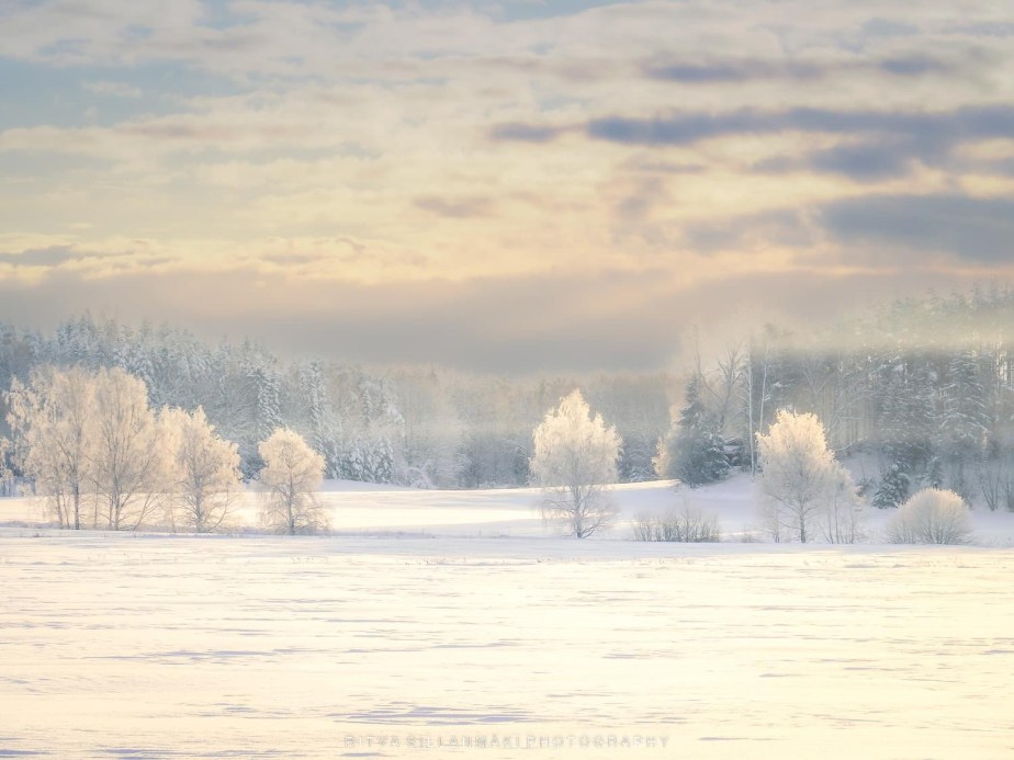 Frosty trees at&nbsp;dusk