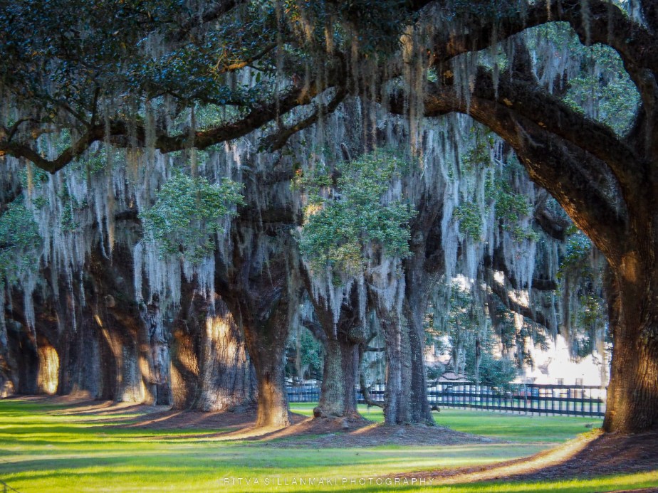 Next stop Boone Hall&nbsp;Plantation