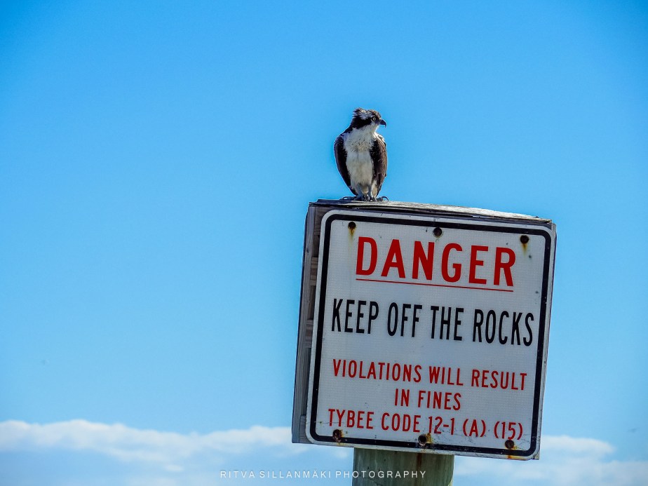 ospreys on Tybee&nbsp;Island