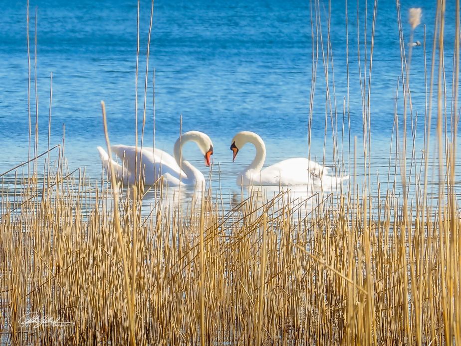 Lens-Artists Photography Challenge #241–&nbsp;Spring